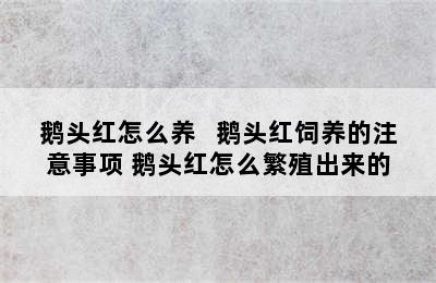 鹅头红怎么养   鹅头红饲养的注意事项 鹅头红怎么繁殖出来的